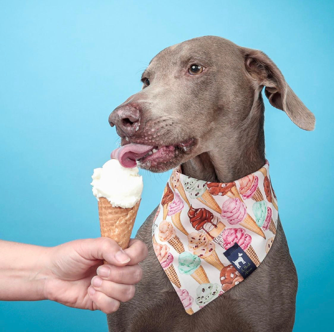 Icecream Cone Bandana